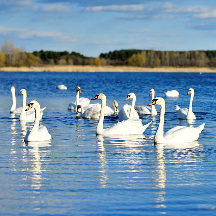 На озері Чистому побільшало лебедів. Фото Олександра Симоненка